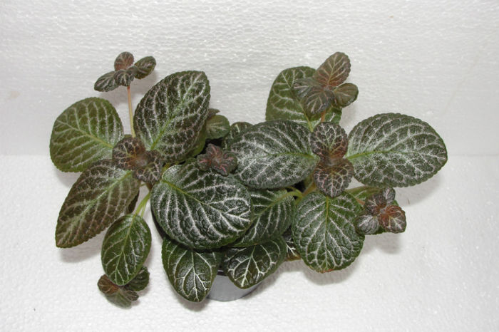 Thad's Persian Tapestry - Episcia Thads