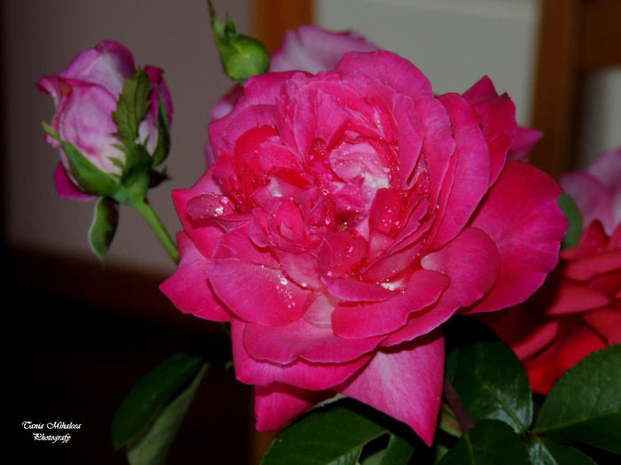 DSCN1886