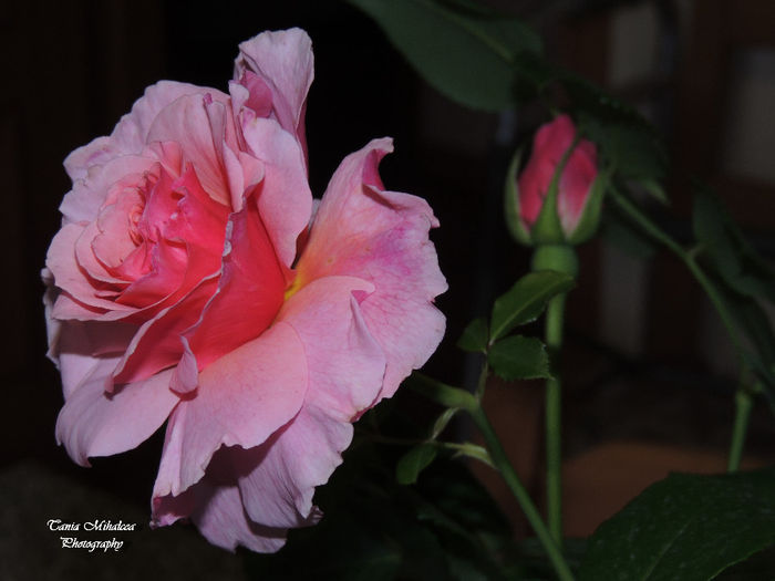 DSCN7064