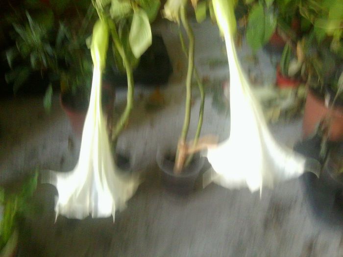 Fotografie8601 - brugmansia si datura 2012-2