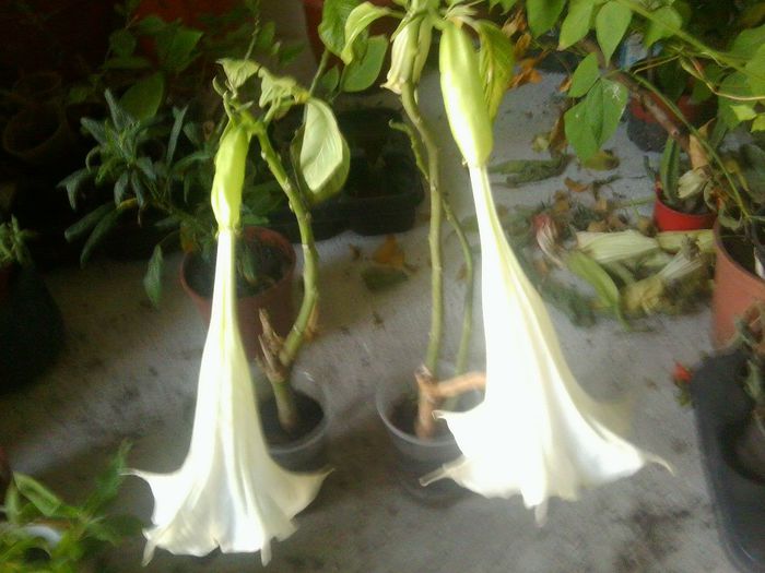 Fotografie8603 - brugmansia si datura 2012-2