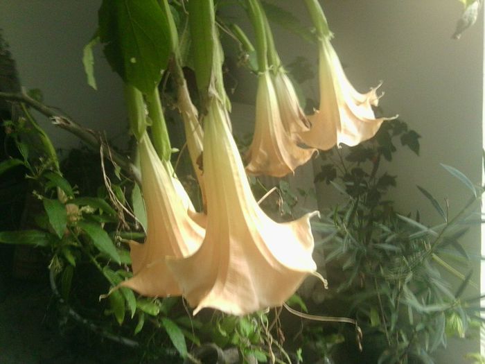 Fotografie8604 - brugmansia si datura 2012-2