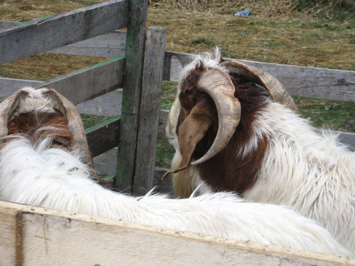 IMG_0205 - EXPOZITII DE OVINE IN TARA 1