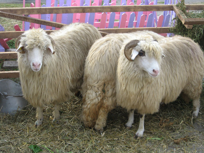 Picture 033 - EXPOZITII DE OVINE IN TARA 1