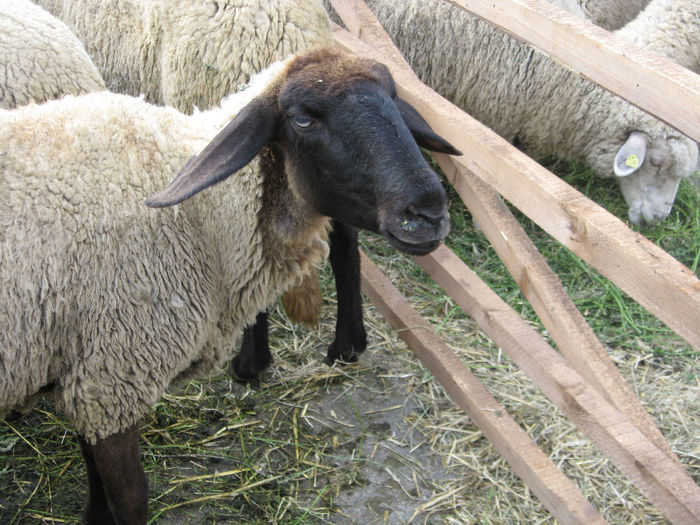 Picture 038 - EXPOZITII DE OVINE IN TARA 1