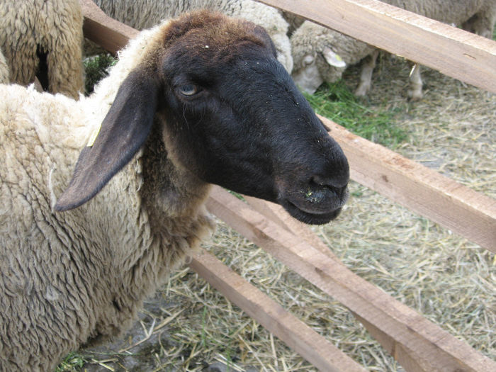 Picture 039 - EXPOZITII DE OVINE IN TARA 1
