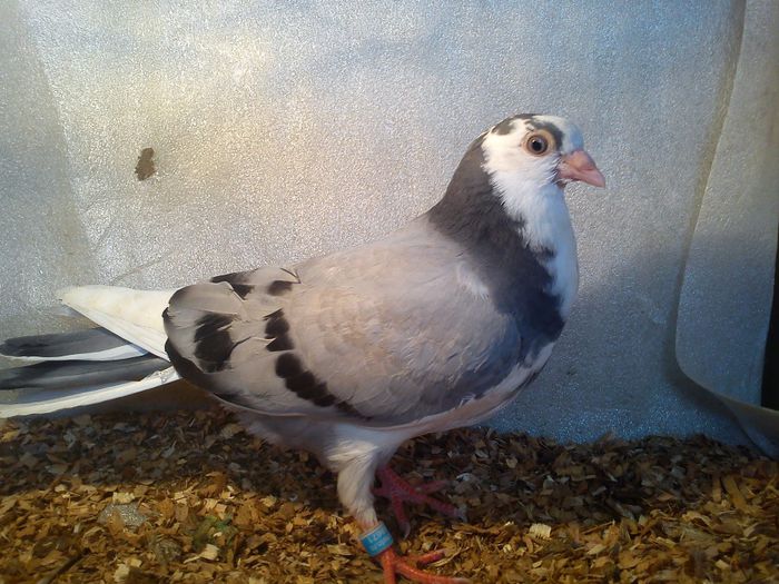 tata a cazut mama moriscara