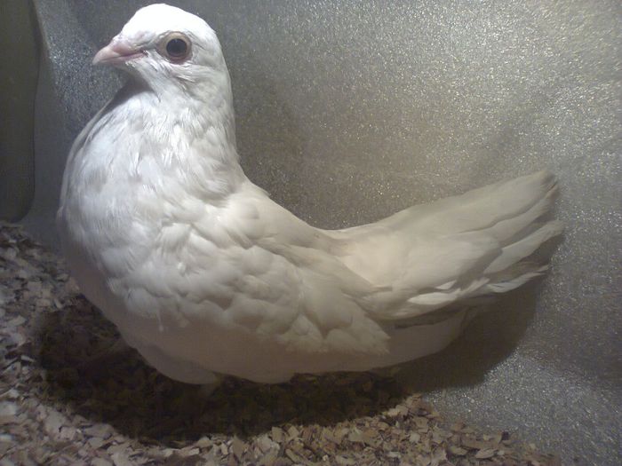 tata moriscar mama 8 10 tumbe oprita de la zbor