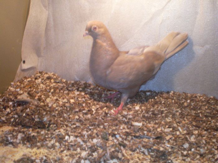 matca tata cazator mama moriscara