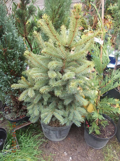 picea  glauca kaibab 75