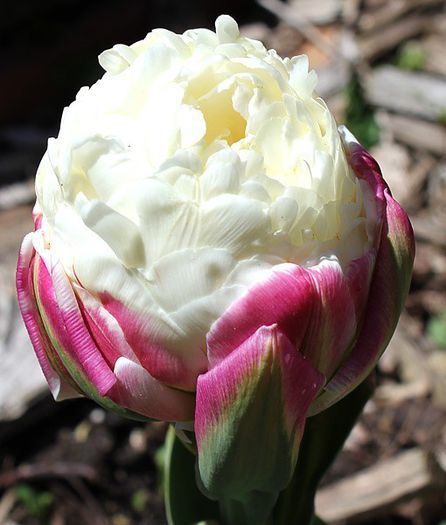 Ice Cream Tulip - Comanda Anthesis toamna - iarna 2013