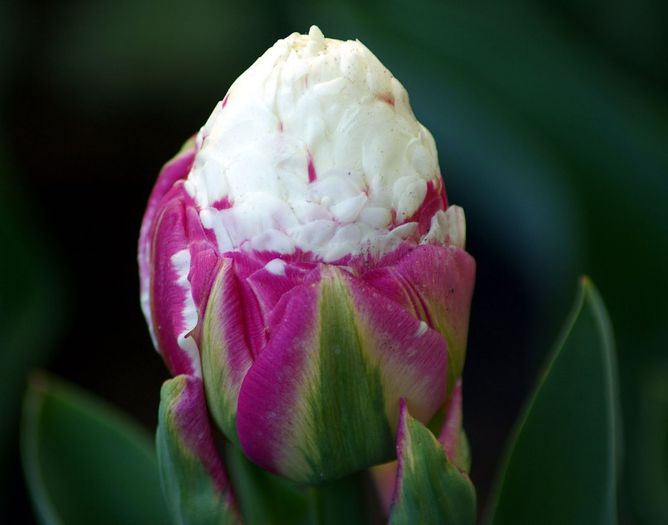 Ice Cream Tulip 2 - Comanda Anthesis toamna - iarna 2013