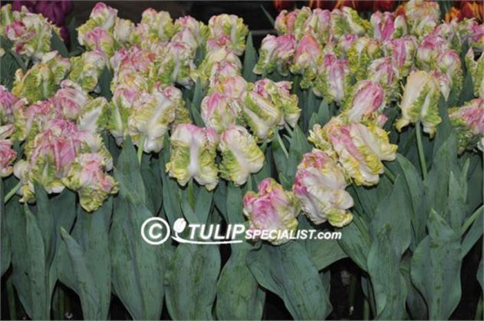 webers-parrot-tulip