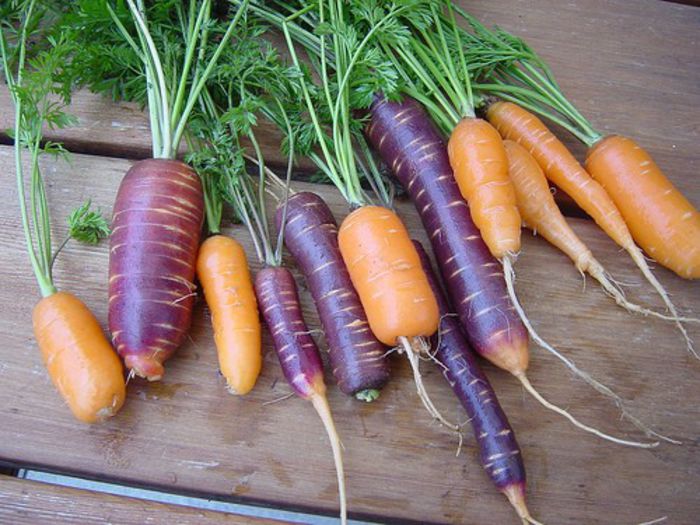 Purple Haze Carrots - Comanda Anthesis toamna - iarna 2013