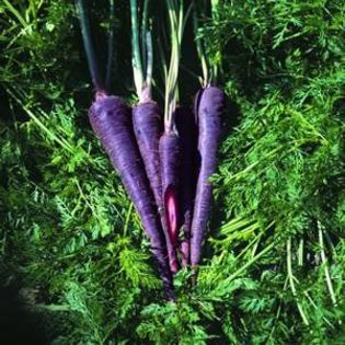 Carrot Seeds, Purple Haze