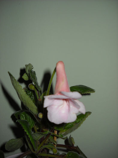 Scufita Roza... Flory...Amanda_s Penny*Playful Poroise