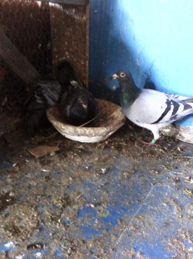 Photo0328 - matca2012 -2012