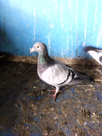 Photo0332 - matca2012 -2012