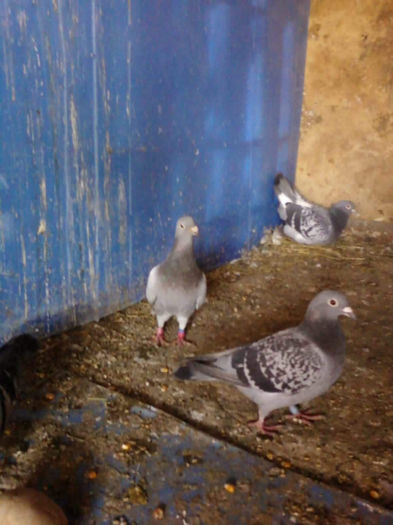 Photo0335 - matca2012 -2012