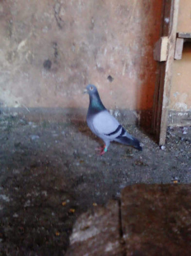 Photo0336 - matca2012 -2012