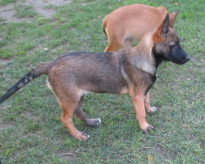 female- 2 months (Freud of Braveheart Oradinum & Greta of Braveheart Oradinum)