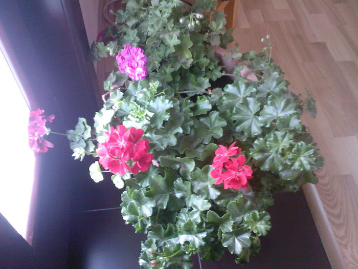 doamna muscata, cam pletoasa de altfel, dupa ce am tuns-o am bagat-o in casa....vine iarna - muscate