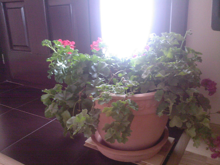 si nu-i gasesc locul - muscate