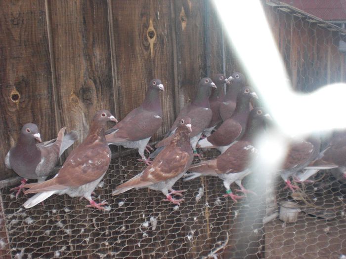 Meulemans de Vanzare 50 Lei bucata - De Vanzare