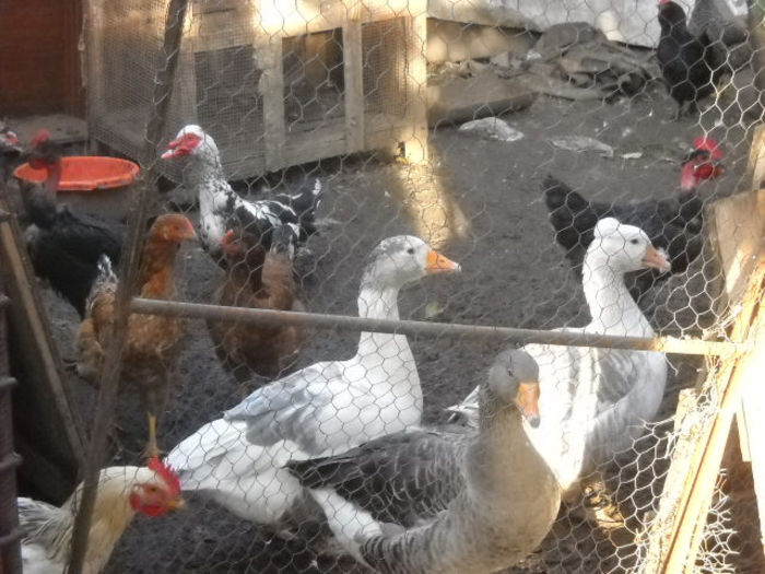 Picture 1682 - achizitie boboci de gasca