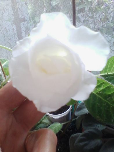 Picture 868 - gloxinia 2013