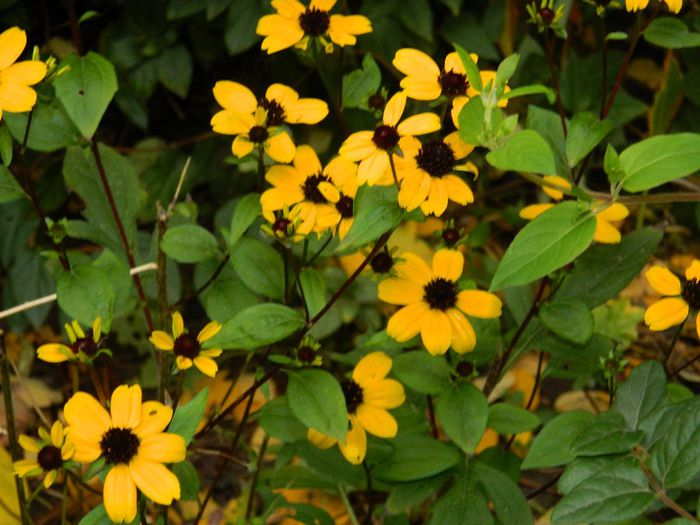 DSCN4846 - OCTOMBRIE 2 2013