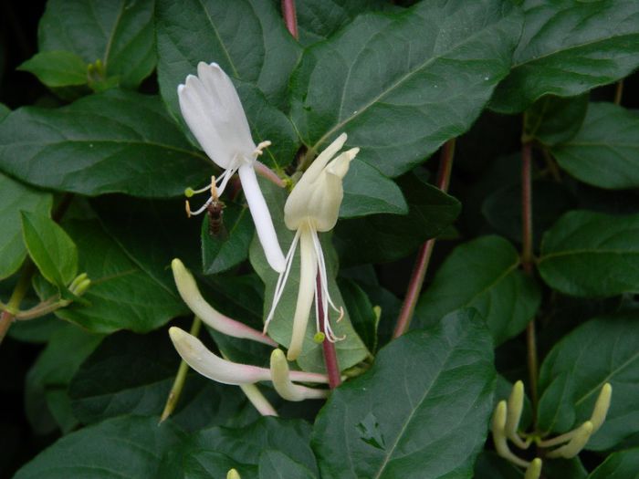 DSCN4852 - OCTOMBRIE 2 2013