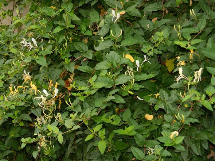 DSCN4853 - OCTOMBRIE 2 2013