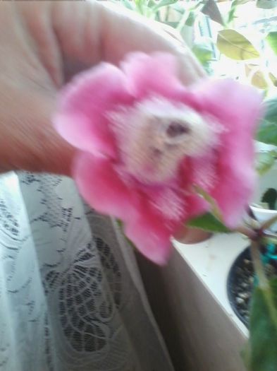 o tigrina red anemica - gloxinia 2013