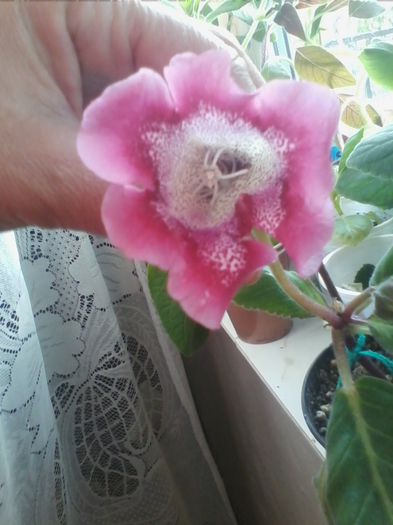 Picture 874 - gloxinia 2013