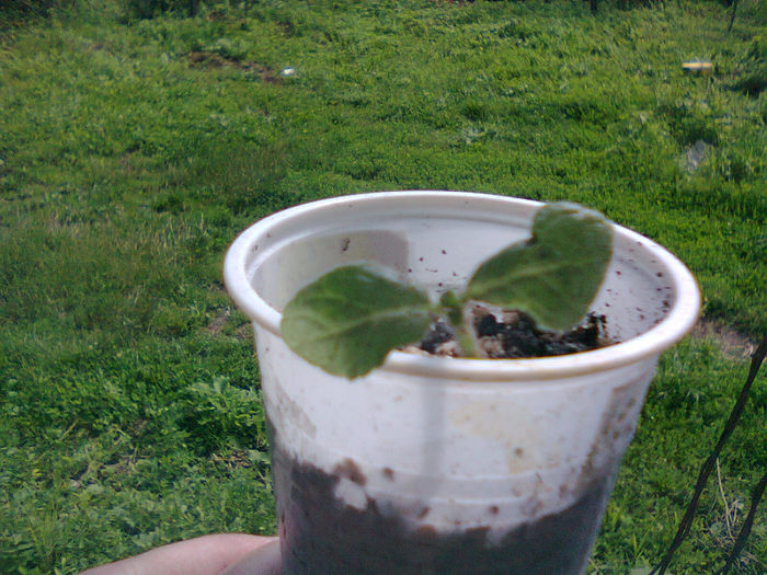 Episcia My precious de laAndreia Camelia