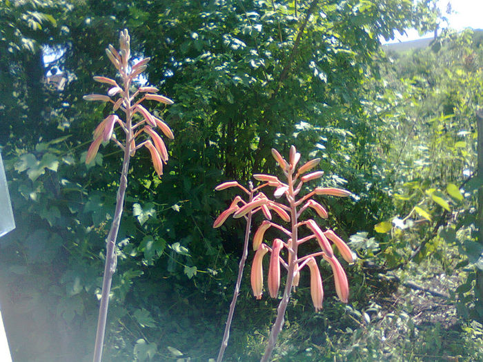 Fotografie0313 - A  mai trecut o vara 2013