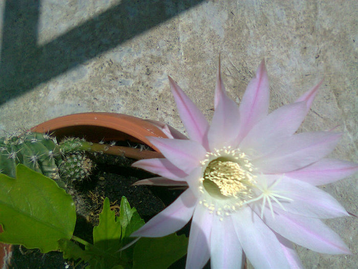 Fotografie0320 - A  mai trecut o vara 2013