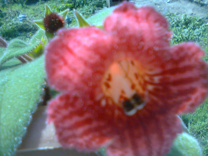 Fotografie0334 - A  mai trecut o vara 2013