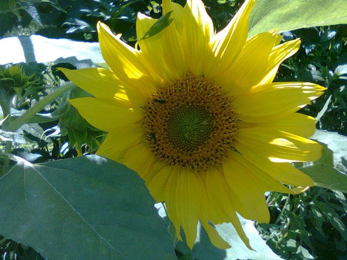 Fotografie0341 - A  mai trecut o vara 2013