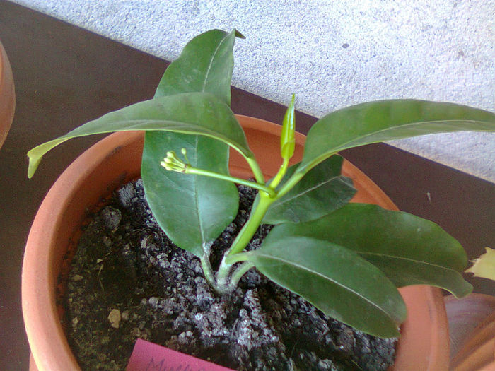 Fotografie0366 - A  mai trecut o vara 2013