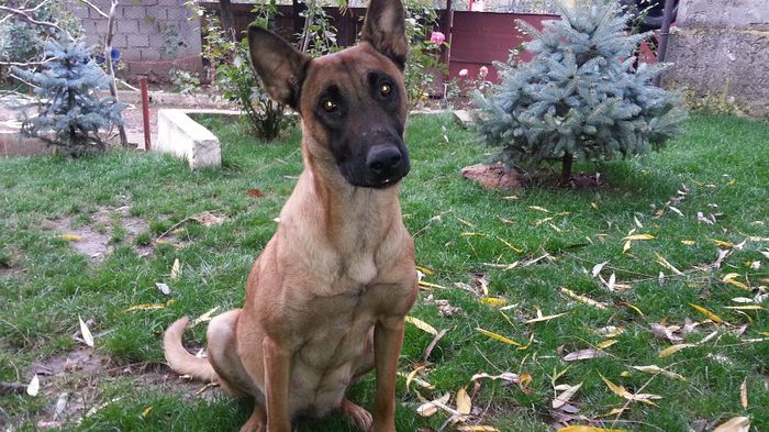 20131015_155130 - De vanzare catei Ciobanesc Belgian Malinois