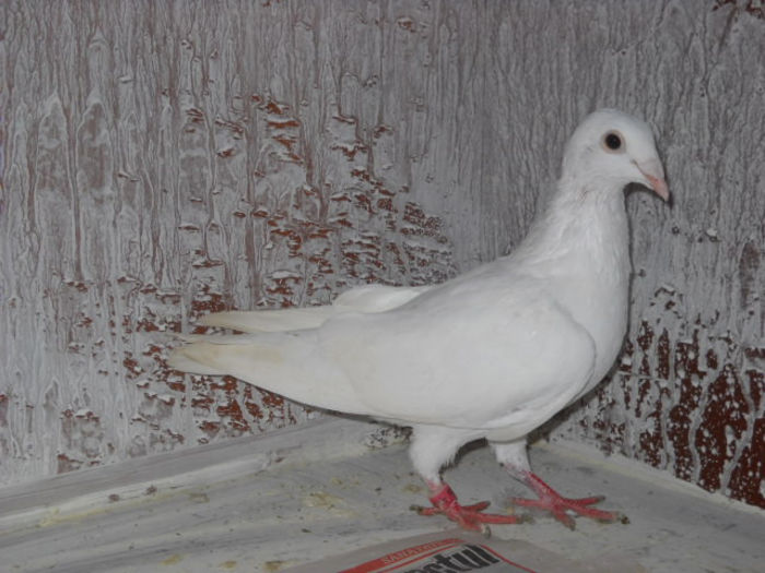 Picture 1734 - voiajori sport octombrie 2013