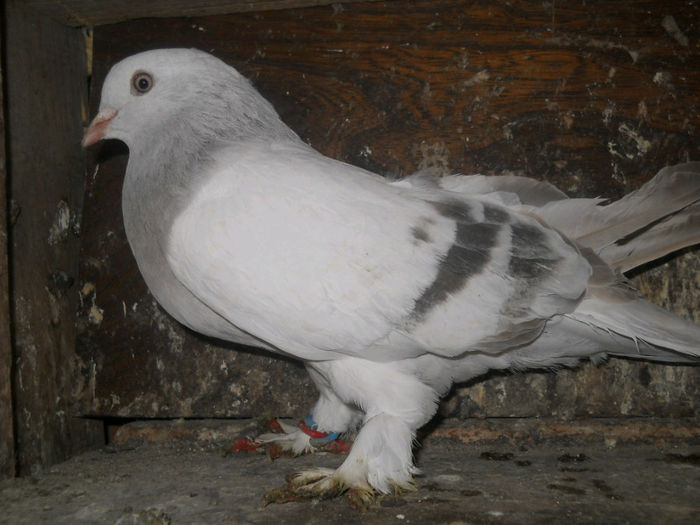 mascul 2012,40 lei vandut