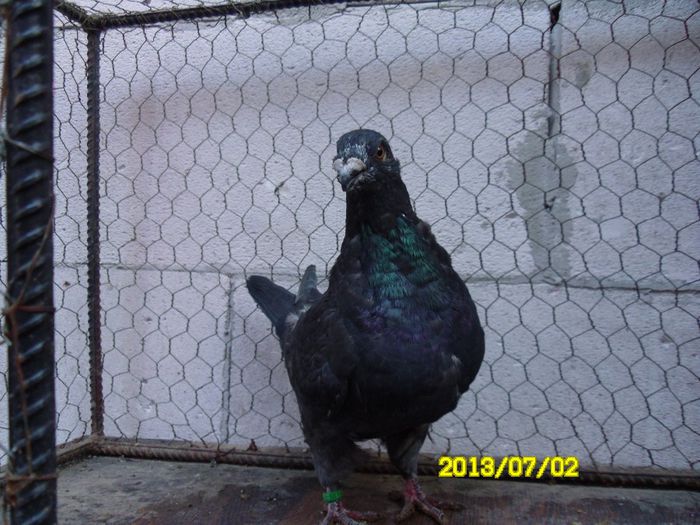 f matca din rosu-neagra