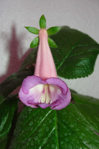 MG's Anita - Sinningia-1