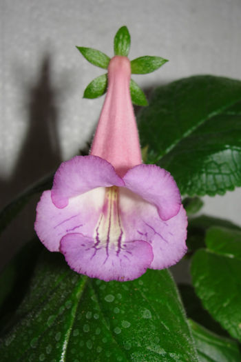 MG's Anita - Sinningia-1