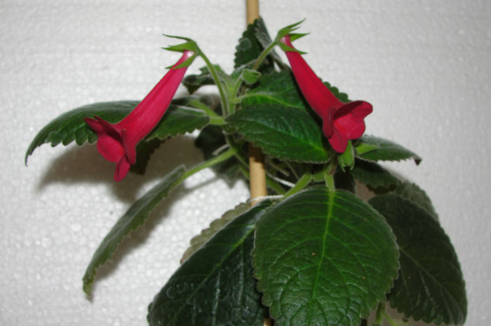 Prudence Risley - Sinningia-1