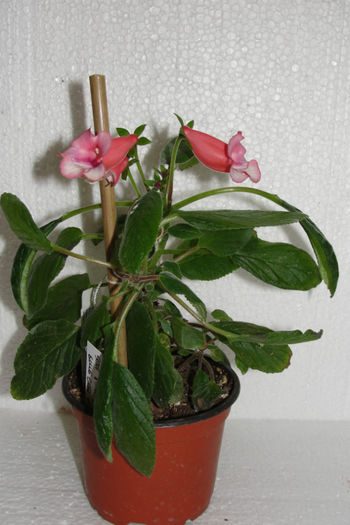 Amanda's Penny - Sinningia-1