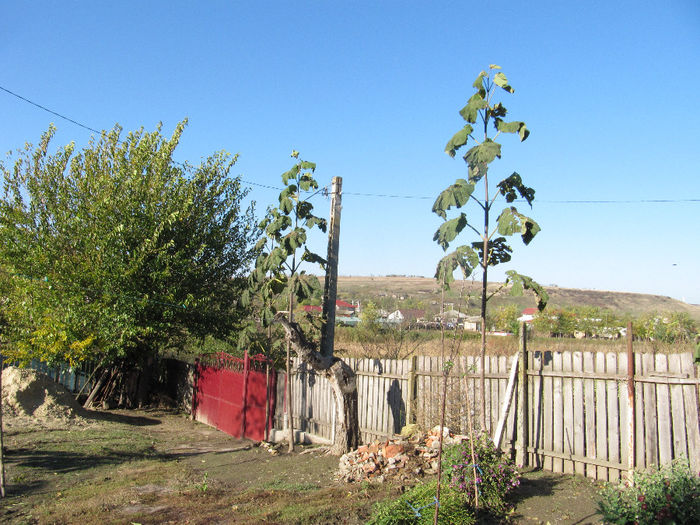 IMG_0212; Paulownia 
